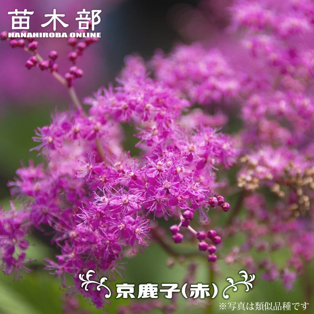 京鹿の子 キョウカノコ 赤花 1株入 植え付け時期3月下旬まで 予約販売11月末頃入荷予定