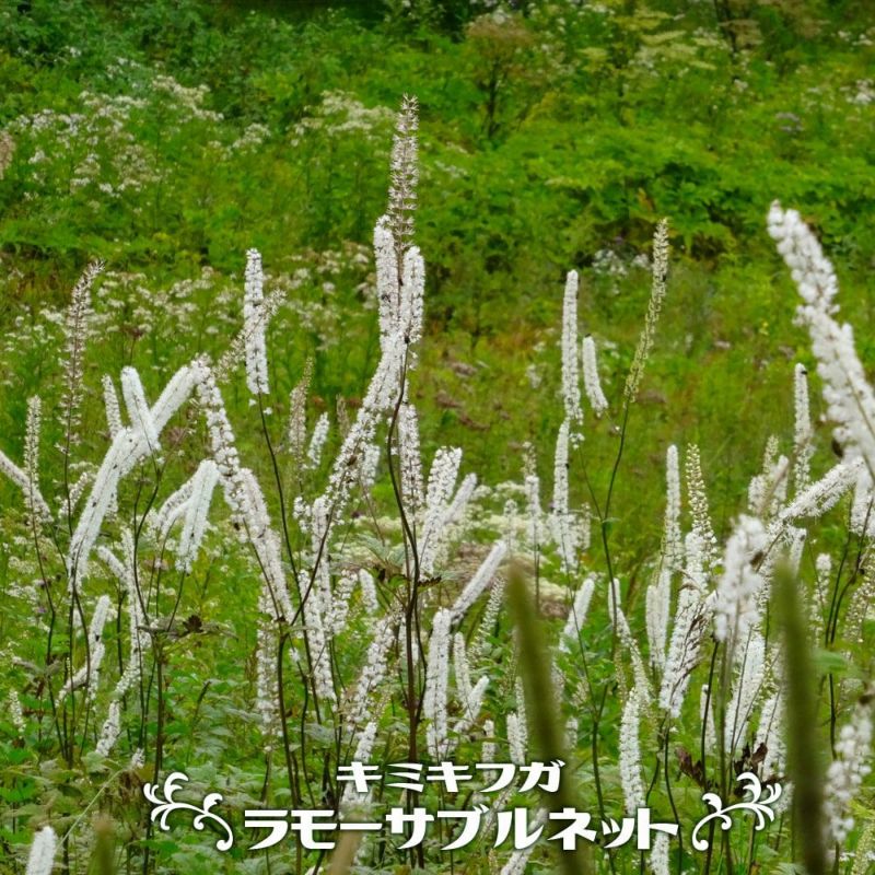 000000027354-01-l.jpg?t=