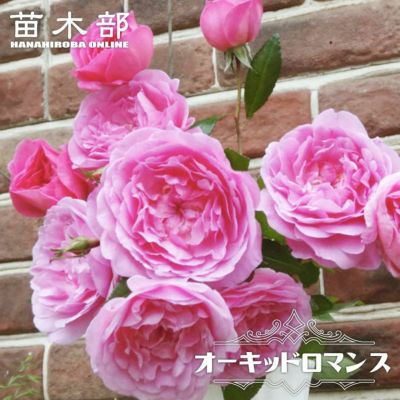 バラ イブピアッチェ 苗 販売 苗木部 By 花ひろばオンライン