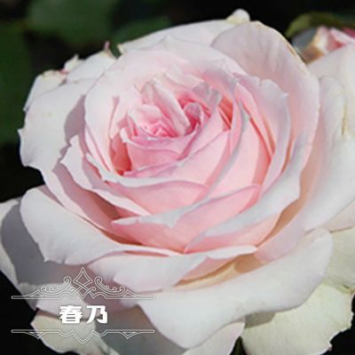 バラ苗 春乃 はるの 木立性 京成バラ 四季咲き ロゼット咲 桜ピンク色 薔薇 予約販売12月 翌1月頃入荷予定 苗木部 本店 By 花ひろばオンライン