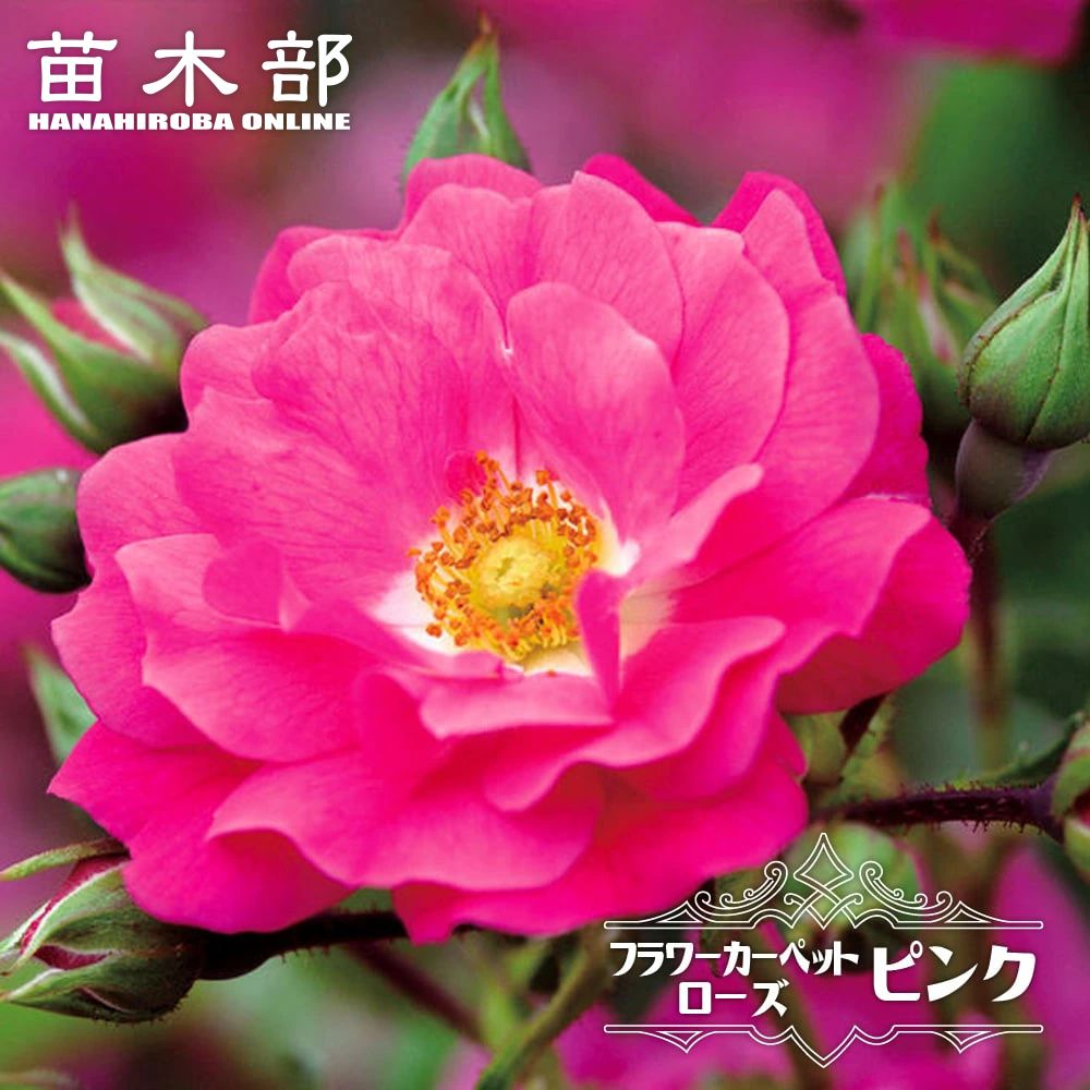 世界のベストセラー グランドカバーローズ 苗木部 本店 By 花ひろばオンライン
