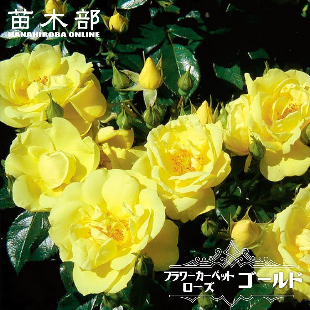世界のベストセラー グランドカバーローズ 苗木部 本店 By 花ひろばオンライン 世界のベストセラー グランドカバーローズ 苗木部 本店 By 花ひろばオンライン