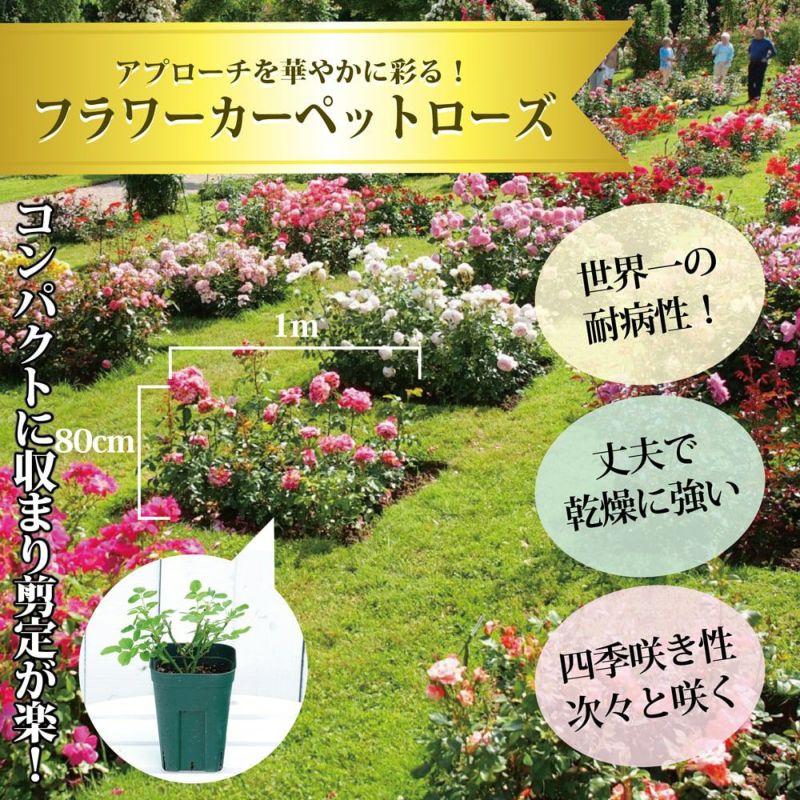 バラ フラワーカーペットローズ ゴールド 苗 販売 苗木部 By 花ひろばオンライン バラ フラワーカーペットローズ ゴールド 苗 販売 苗木部 By 花ひろばオンライン