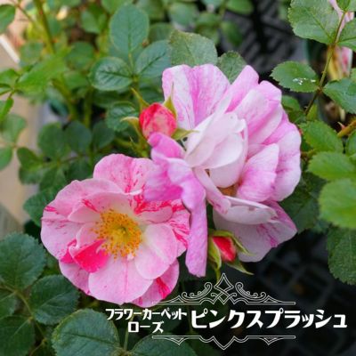 Mini ミニバラ ポリアンサ 苗木部 本店 By 花ひろばオンライン Mini ミニバラ ポリアンサ 苗木部 本店 By 花ひろばオンライン