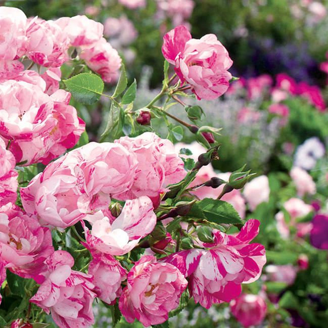 000000027566-06-l.jpg?t=