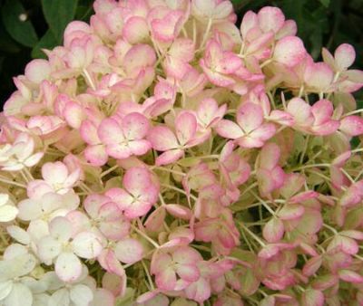 芍薬 かぐや姫 シャクヤク 苗 巨大輪咲き品種 香りある 薄いピンク色 芍薬 かぐや姫 シャクヤク 苗 巨大輪咲き品種 香りある 薄いピンク色