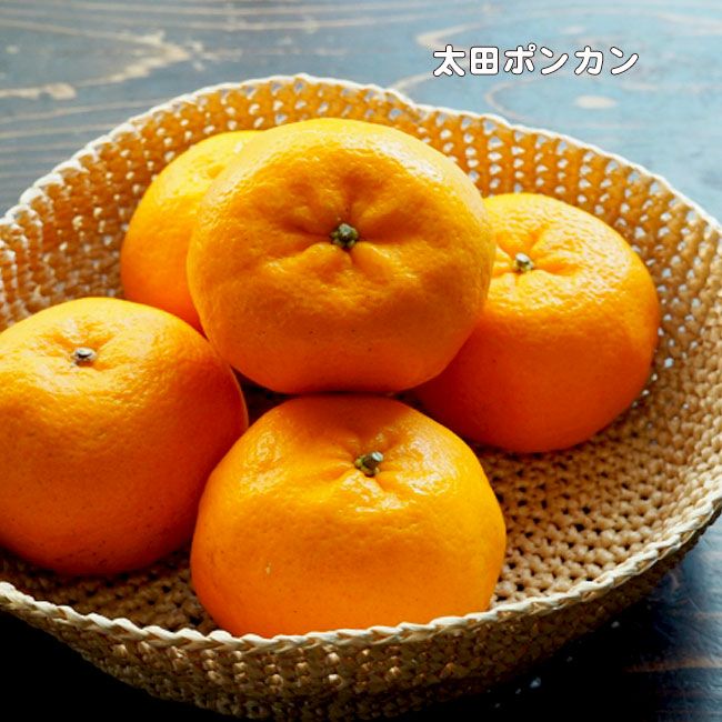 みかんの苗 ポンカン【果樹の苗木 4～5号ポット 接木苗／1個売り