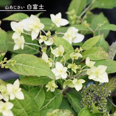 ヤマアジサイ 【天城甘茶 (あまぎあまちゃ)】 ポット苗 写真 ヤマアジサイ 【天城甘茶 (あまぎあまちゃ)】 ポット苗 写真