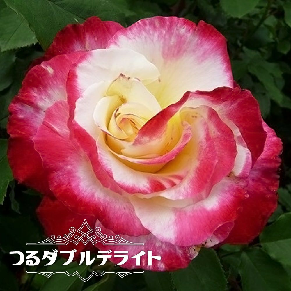 つる性 2つの色と香りを楽しめる 複色 強香 バラ
【つるダブルデライト】 バラ苗 1年生新苗 3.5号ポット苗
バラ|つるダブルデライト 1年生新苗