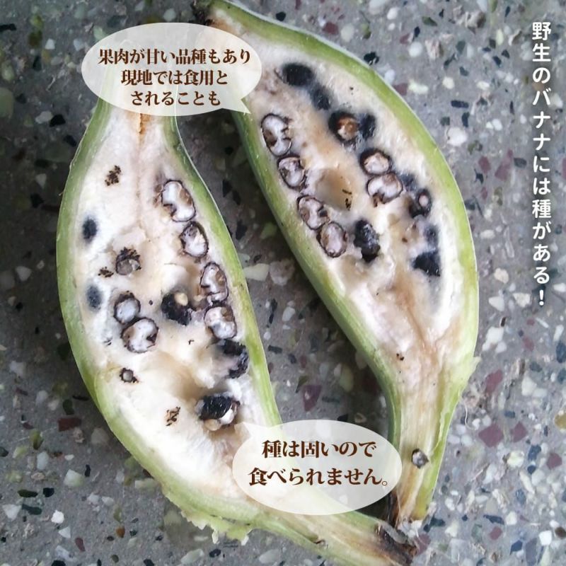 ダージリンバナナ 若木子株 親株越冬してます。準備中。 ダージリン