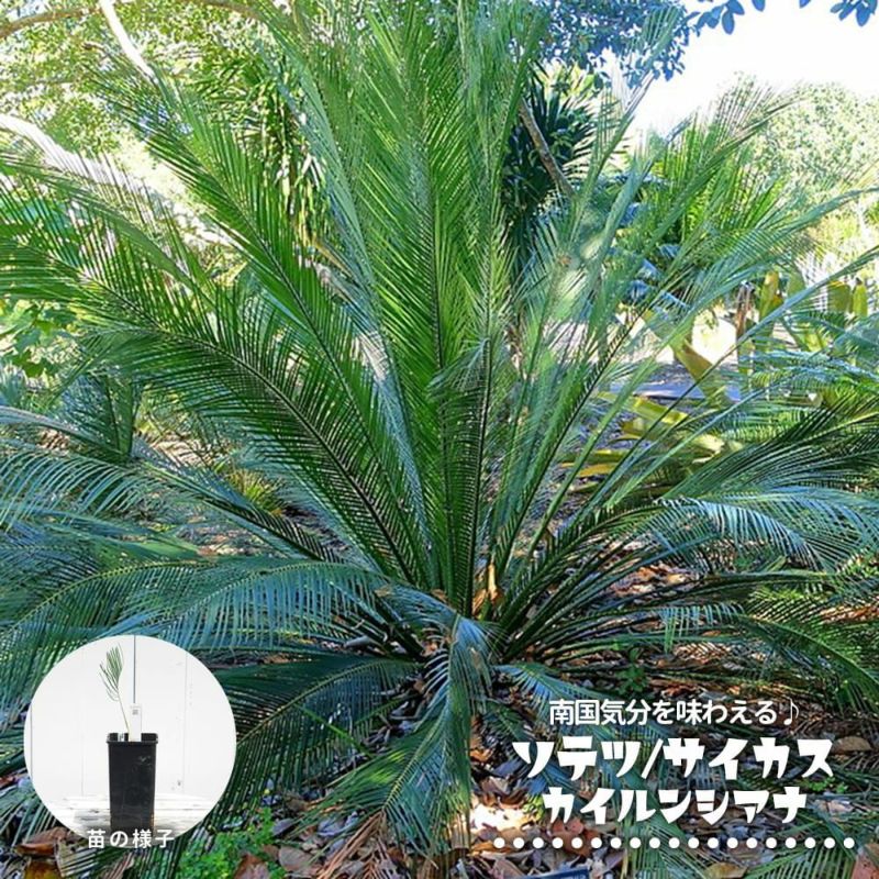 cycas cairnsiana サイカス カイルンシアナ 2鉢セット