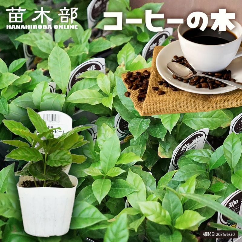 000000028120-01-l.jpg?t=