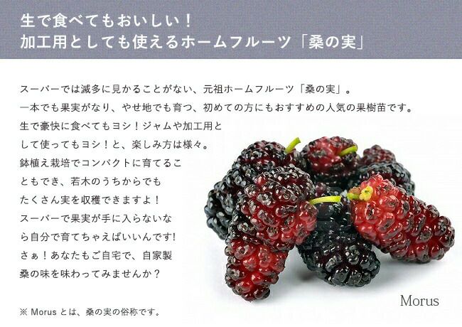 桑(マルベリー) 一ノ瀬桑 苗 販売 苗木部 By 花ひろばオンライン 桑(マルベリー) 一ノ瀬桑 苗 販売 苗木部 By 花ひろばオンライン