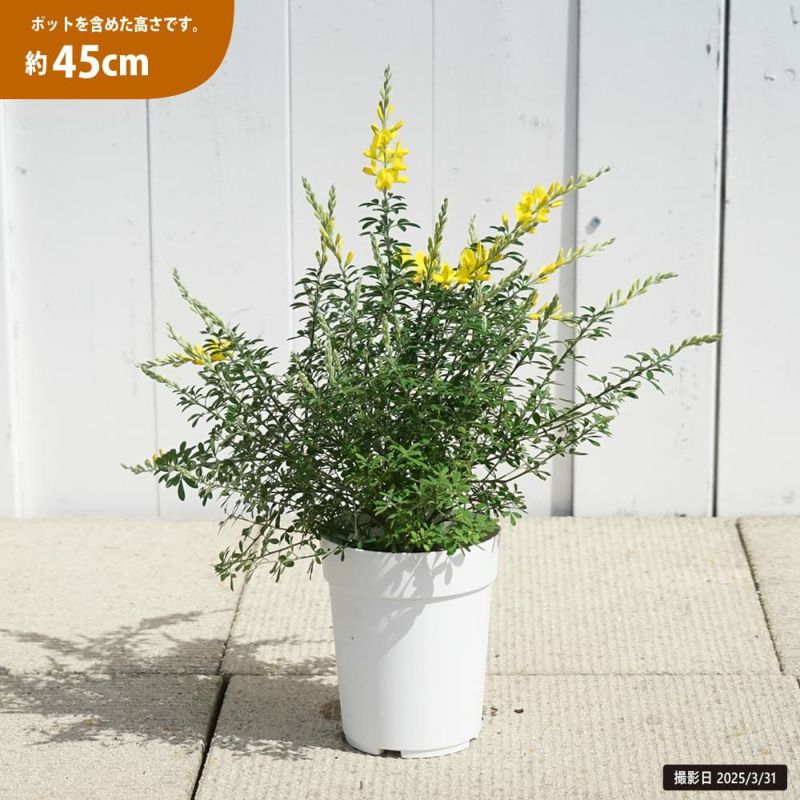 エニシダ ヒメエニシダ 苗 販売 苗木部 By 花ひろばオンライン