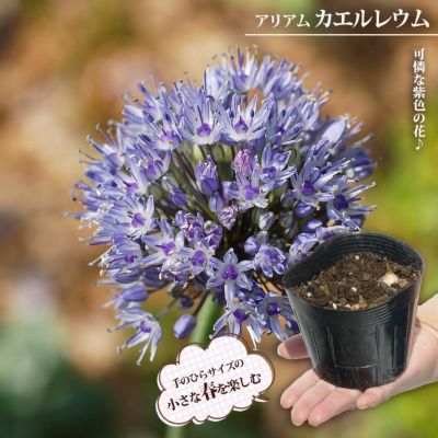 ヒヤシンス 花香るヒヤシンス 紫花の販売 苗木部 By 花ひろば ヒヤシンス 花香るヒヤシンス 紫花の販売 苗木部 By 花ひろば