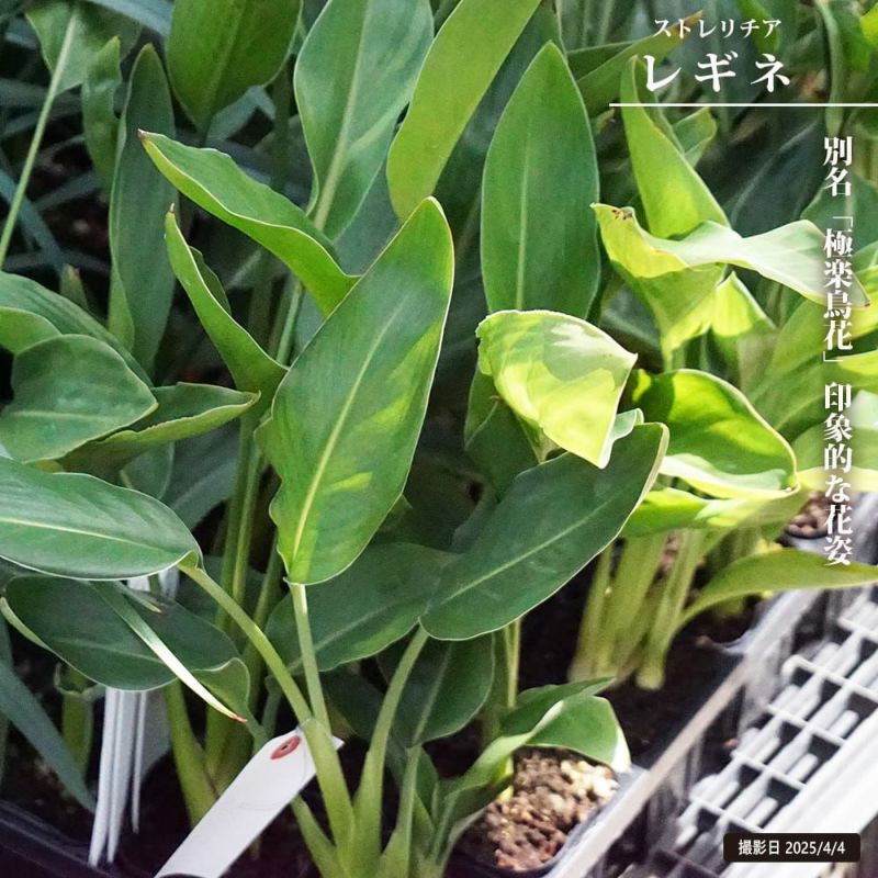 ストレリチア レギネ 苗 販売 苗木部 By 花ひろばオンライン ストレリチア レギネ 苗 販売 苗木部 By 花ひろばオンライン
