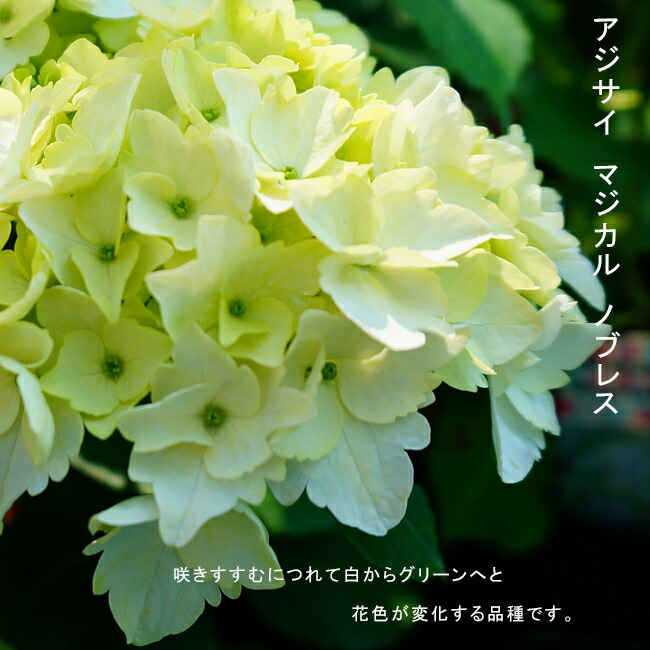 アジサイ マジカル ノブレス マジカルシリーズ 苗 販売 苗木部 By 花ひろばオンライン アジサイ マジカル ノブレス マジカルシリーズ 苗 販売 苗木部 By 花ひろばオンライン