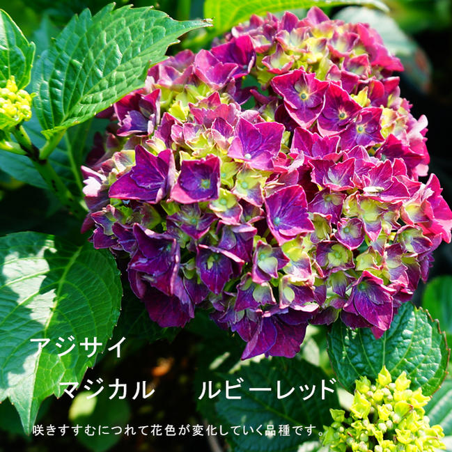 アジサイ 苗木部 本店 By 花ひろばオンライン