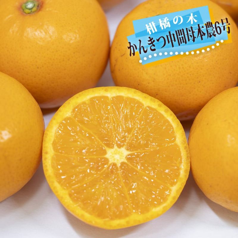 かんきつ中間母本農6号 オレンジ 苗 育て方 苗木部 By 花ひろばオンライン
