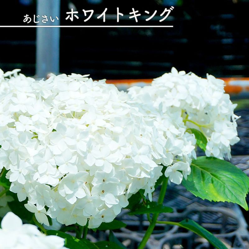 【人気沸騰】 000000029070-01-l.jpg?t= ウェア