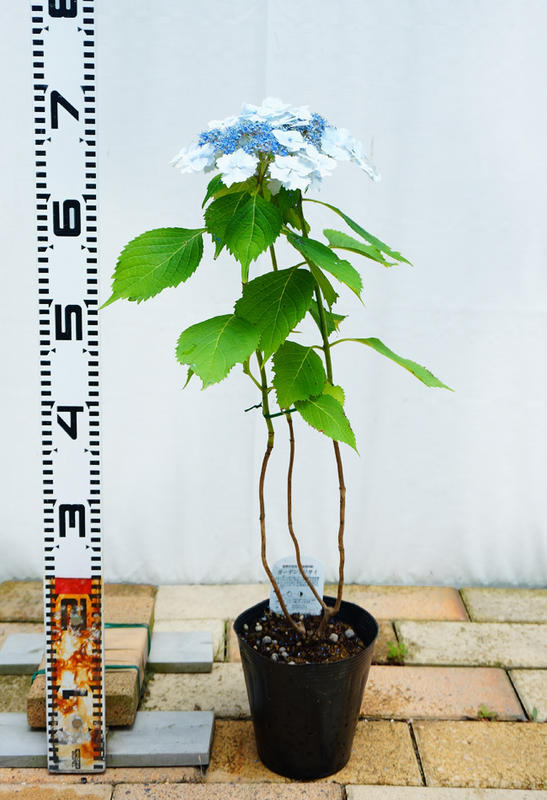 アジサイ 初恋 苗 販売 苗木部 By 花ひろばオンライン