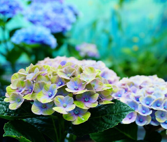 ひまわり18さま　2苗　輸入アジサイ　マジカルリン　フェ ひまわり18さま 2苗 輸入アジサイ マジカルリン フェ