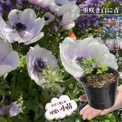 紅花キンモクセイ フレグランスレッド 苗 販売 苗木部 By 花 紅花キンモクセイ フレグランスレッド 苗 販売 苗木部 By 花