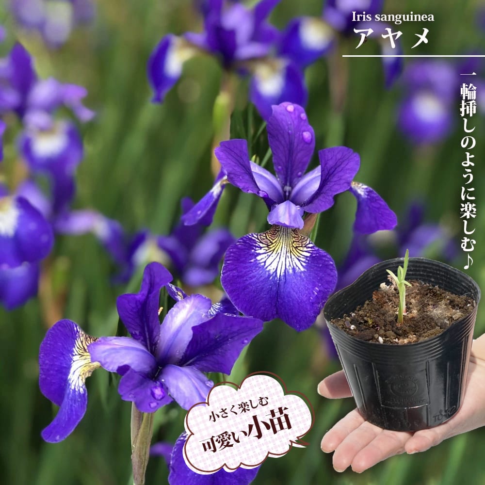 紫蘭 芽出し球根2株 紫花/白花混植 ファイバーポット入③（ヘッドホン 