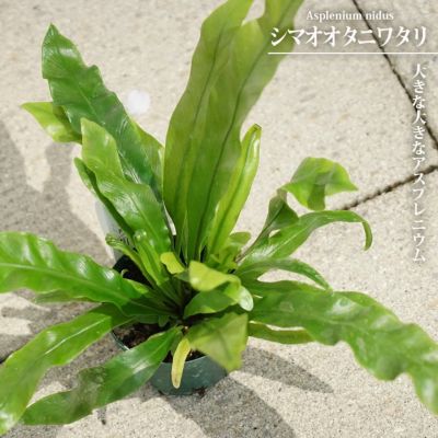 グレビレア ファイヤーワークス 苗 販売 苗木部 By 花ひろば