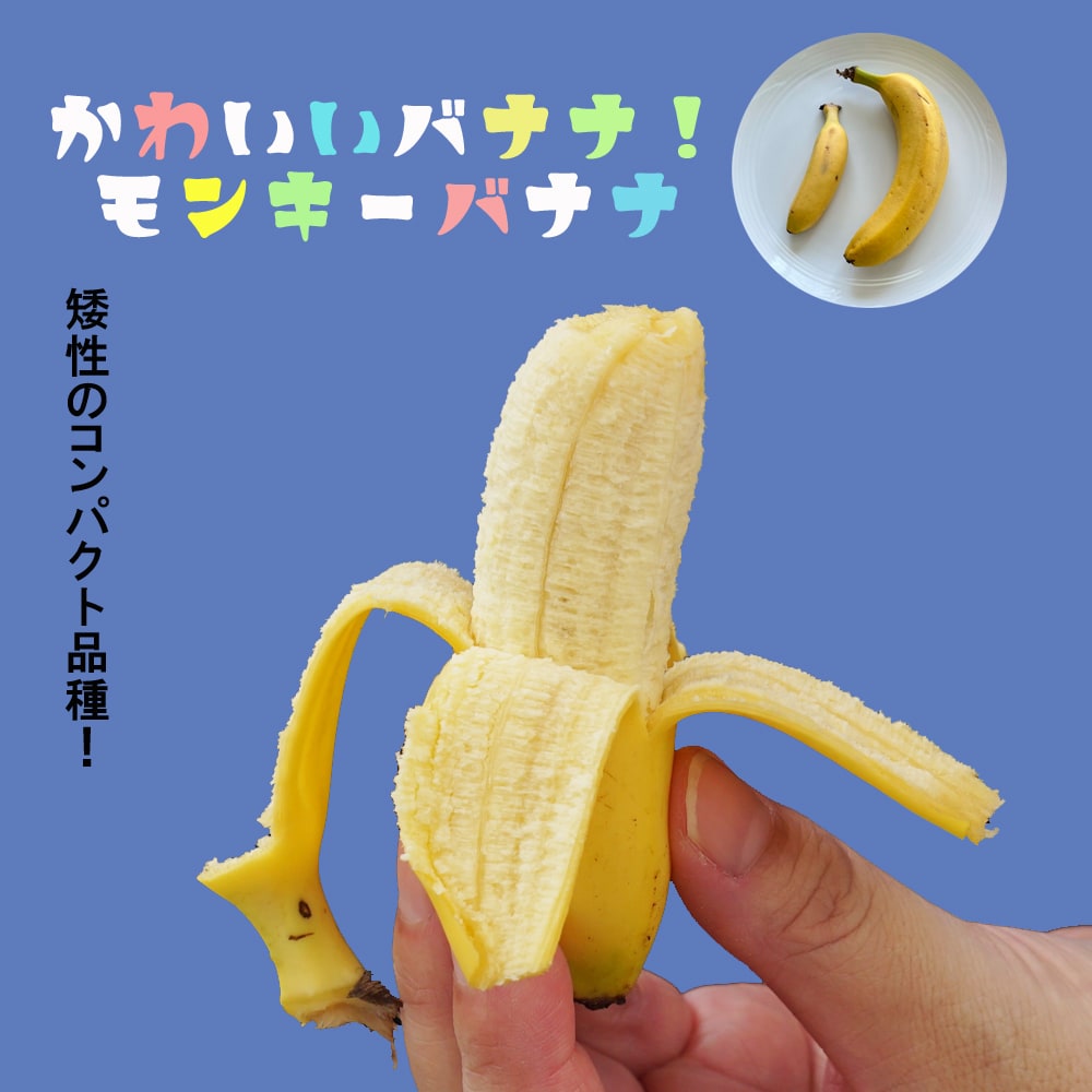 バナナ モンキーバナナ 苗 販売 苗木部 By 花ひろばオンライン