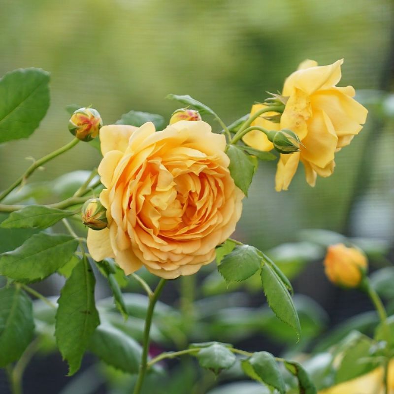 000000029325-05-l.jpg?t=