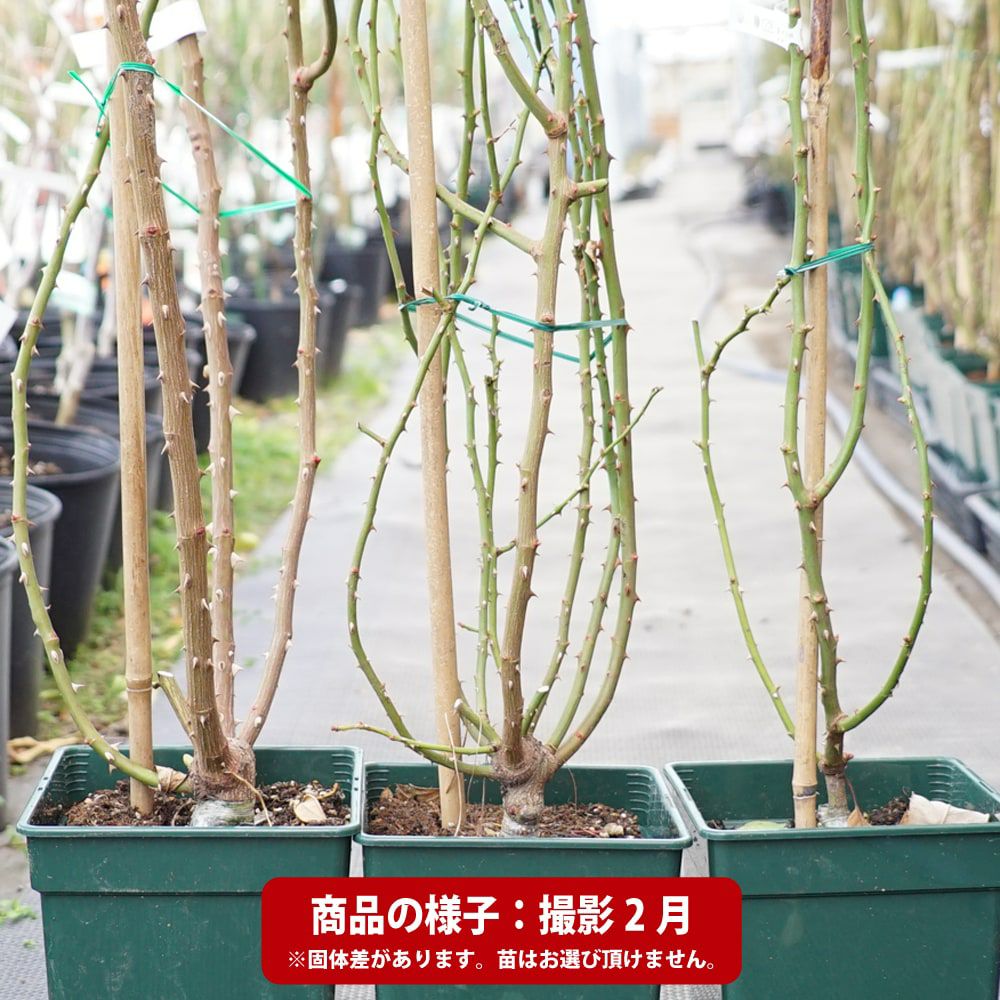 四季咲きツルバラ抜き苗画像9～10 四季咲きツルバラ抜き苗画像9～10 四季咲きツルバラ抜き苗画像9～10
