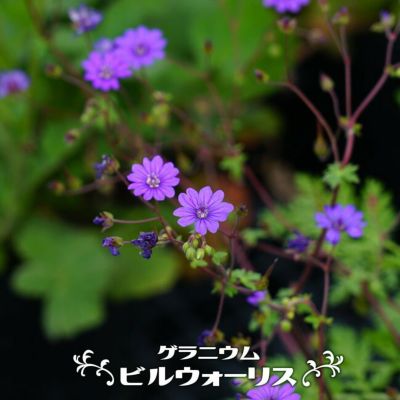 ゲラニューム | 苗木部 本店 By 花ひろばオンライン