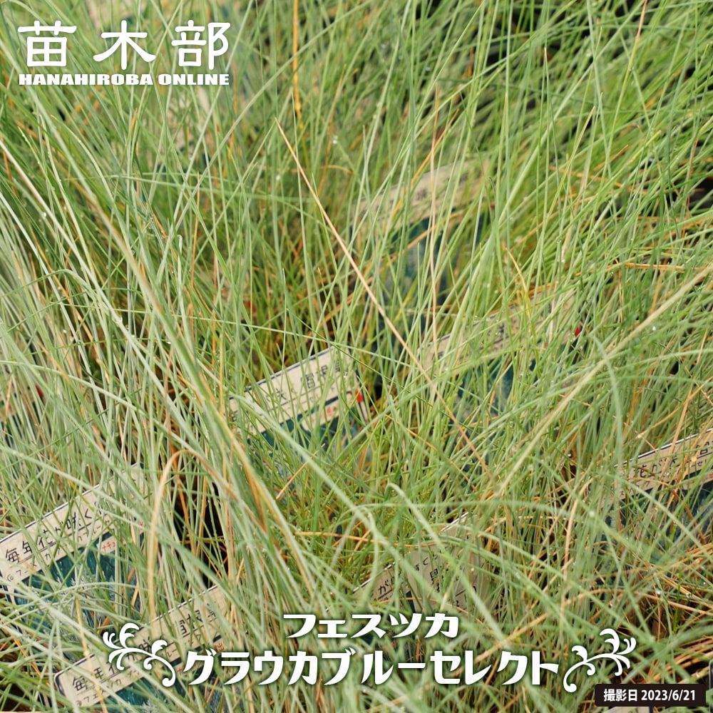 ペピーノ 苗 苗木部 By 花ひろばオンライン