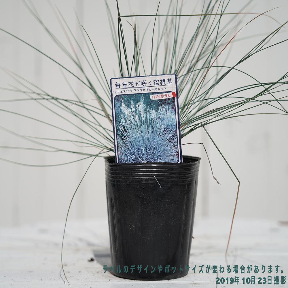 すべての花の画像 最高フェスツカ グラウカ 鉢植え