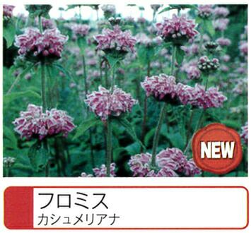 ゲウム マイタイ 宿根草 多年草 苗の販売 苗木部 By 花ひろばオンライン ゲウム マイタイ 宿根草 多年草 苗の販売 苗木部 By 花ひろばオンライン