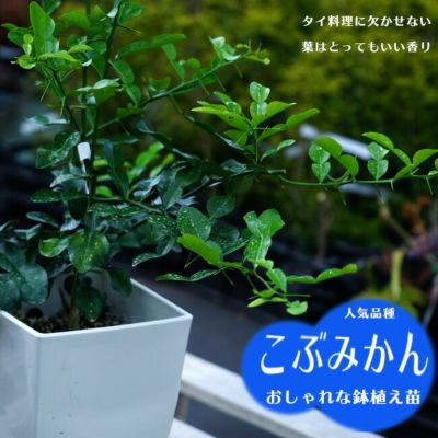 こぶみかん 亜熱帯性柑橘 苗 販売 苗木部 By 花ひろばオンライン こぶみかん 亜熱帯性柑橘 苗 販売 苗木部 By 花ひろばオンライン