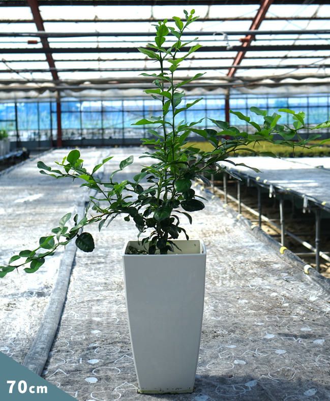 000000029381-08-l.jpg?t=