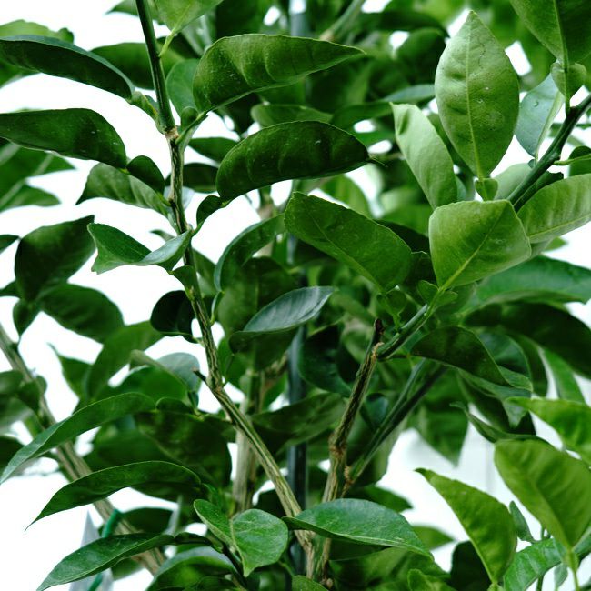 柑橘 香酸柑橘類 種無しカボス 苗 おすすめ 苗木部 By 花ひろばオンライン