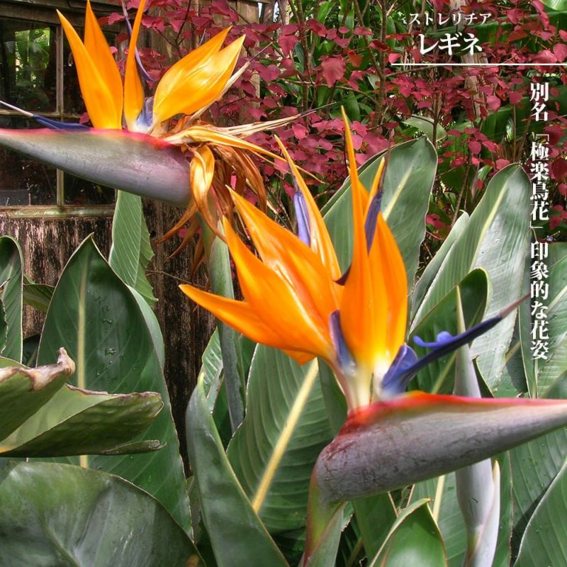 ストレリチア・レギネ S| 観葉植物通販 AND PLANTS (アンドプランツ)