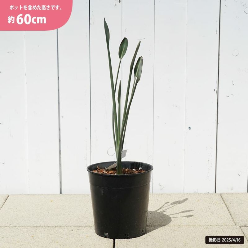 ストレリチア・ユンケア（Strelitzia juncea）7号