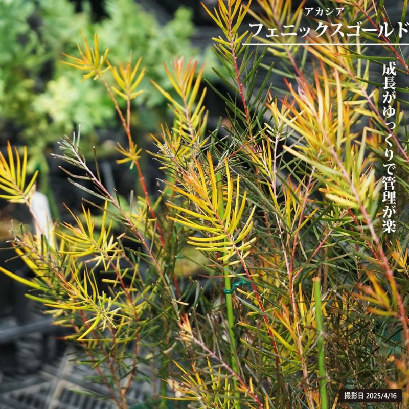 000000129337-01-l.jpg?t=