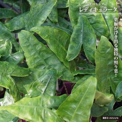 観葉植物のある暮らし | 緑色～濃い緑の葉色がおすすめ観葉植物