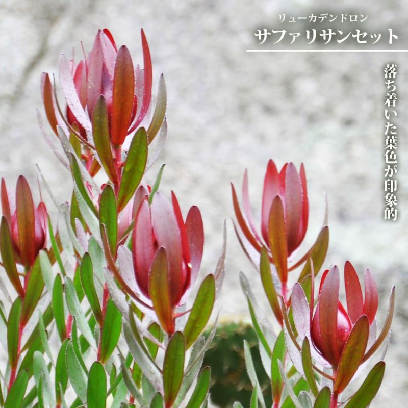 リューカデンドロン・イエローデビル 【庭木 5号鉢 花木苗／1個