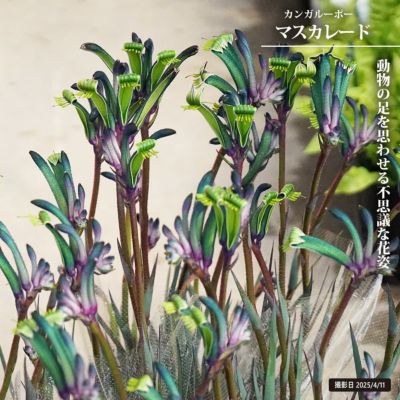 ローゼル ローゼル 苗 販売 苗木部 By 花ひろばオンライン ローゼル ローゼル 苗 販売 苗木部 By 花ひろばオンライン