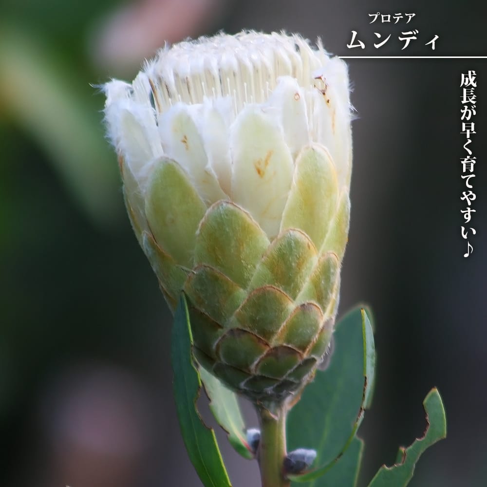 プロテア キングホワイト 苗 オージープランツ 10.5㎝ ロングポット 