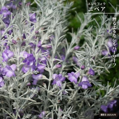 エリオステモン 挿し木苗