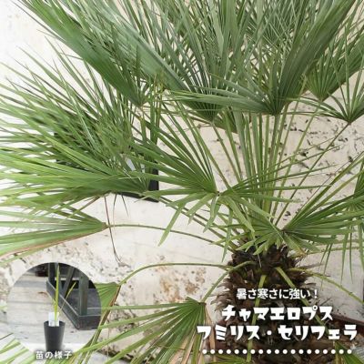 ヤシの木 チャマエロプス（チャメロプス）フミリス・セリフェラ 3号ポット苗