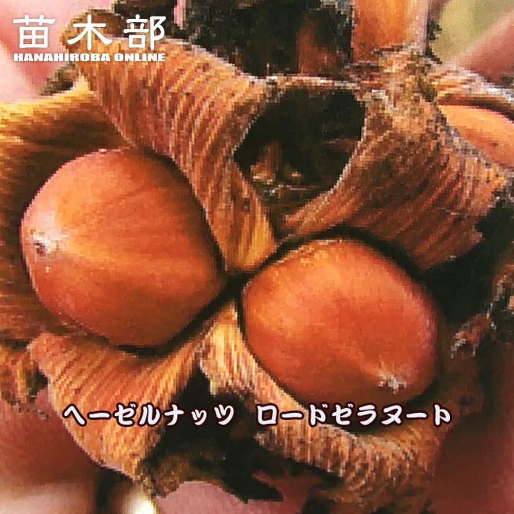 ヘーゼルナッツ アレアルフォルサ 苗 販売 苗木部 By 花ひろばオンライン