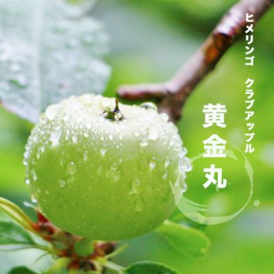 リンゴ クラブアップル 黄金丸 苗 販売 苗木部 By 花ひろばオンライン